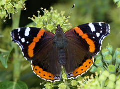 Red Admiral