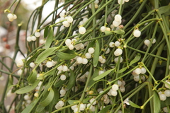 European mistletoe
