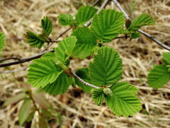Manchurian Alder