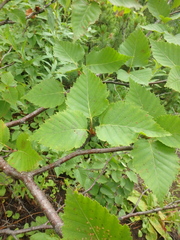 Erman's Birch