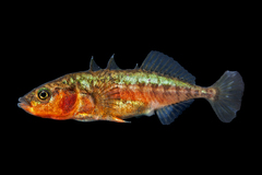 Threespine Stickleback