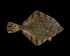 Starry Flounder