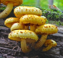Golden Pholiota