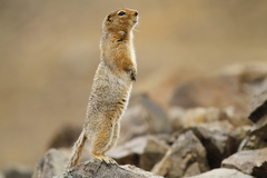 Arctic Ground Squirrel
