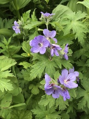 woolly cranesbill