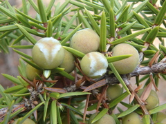 eastern prickly juniper