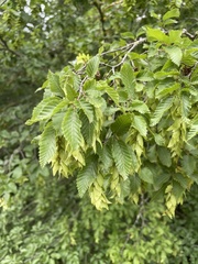 Eastern Hornbeam