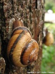 Caucasotachea atrolabiata