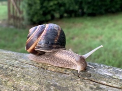 Turkish Snail