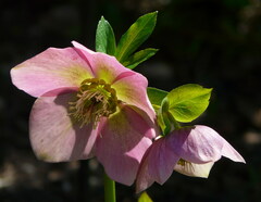 Lenten-rose