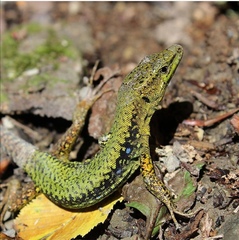 Brauner's Rock Lizard