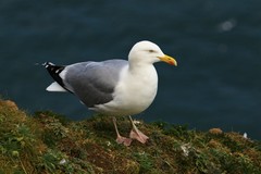 European Herring Gull