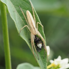Slender Crab Spiders
