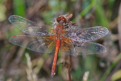 Yellow-winged Darter