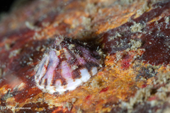 Tortoiseshell Limpet