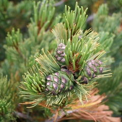 dwarf Siberian pine