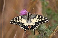 Old World Swallowtail