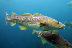 Atlantic Cod