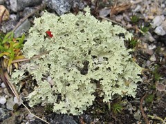Crinkled Snow Lichen
