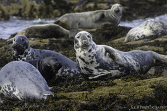 Grey Seal