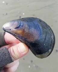 Blue Mussel