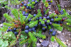 black crowberry
