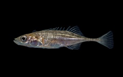 Ninespine Stickleback