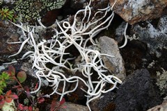 Whiteworm Lichen