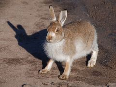 Mountain Hare