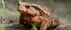 Sakhalin Toad