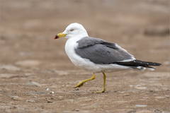 Black-tailed Gull