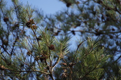 Japanese red pine
