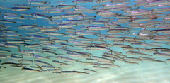 Japanese Anchovy