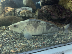 Okhotsk Atka Mackerel