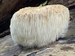 lion's-mane mushroom