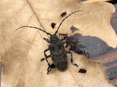 Oak Longicorn Beetle