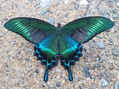 Alpine Black Swallowtail