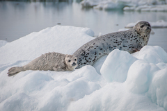 Spotted Seal
