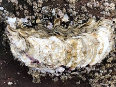 Pacific Oyster