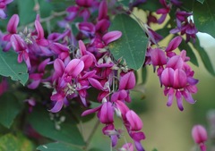 shrub lespedeza