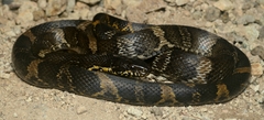 Manchurian Black Ratsnake