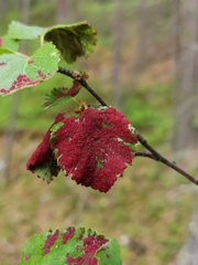 Acalitus longisetosus