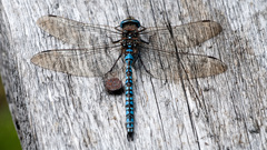 Azure Hawker