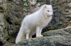 Arctic Fox