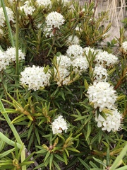 marsh Labrador tea