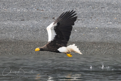 Steller's Sea-Eagle