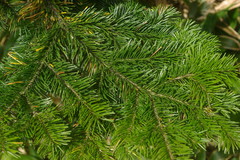 Sakhalin fir