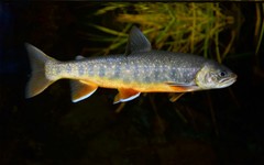 Whitespotted Char