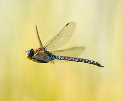 Sedge Darner