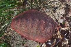 Gumboot Chiton
